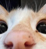 Imagem de destaque do post
