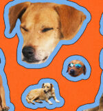 Imagem de destaque do post