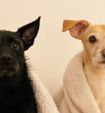 Imagem de destaque do post