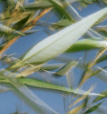 Imagem de destaque do post